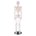 breesky Scientifc Human Skeleton Model for Anatomy, 33.4 Skeleton Model with Metal Stand, Removable Arms&Legs for Student to Study Human Skeleton Anatomy System, Halloween Decor, Manual Included (33.4 Inches Human Skeleton Model)