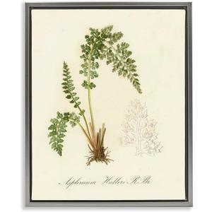 Stupell Industries Scientific Fern Study Gray Floater Framed Canvas Wall Art Design by Tina Higgins Designs, Inc., 25 x 31