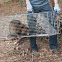 Havahart X-Large 1-Door Humane Animal Trap for Armadillos, Beavers, Bobcats, Cats, Dogs, Foxes, Groundhogs, Opossums, Racoons, and Other Larger-Sized Animals - Humane Catch and Release - 1081
