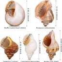 5PCS Large Hermit Crab Shells | Natural Sea Conch Size 2.8" - 3.9", Opening Size 1.5" - 2.5" | Turbo Seashells for Hermit Crab Supplies and Beach Decoration Large Sea Shell
