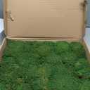 Preserved Pole Moss Pillow Bun Cushion Natural Green Decorative Real Natural DIY Kit Gardenning Art Wall Decor Florist Easter Table Decor Wedding(1.5 sq.ft, Green-C)