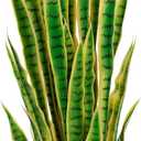 4ft Artificial Snake Plant – 46in Faux Sansevieria Plants, Fake Floor Plant for Indoor Outdoor, Front Porch Patio Home Office Decor, Mother-in-Law’s Tongue, Yellow 1Pcs