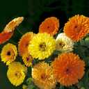 6 x 70+ Seeds Pot Marigolds Mix Calendula - Flower Multicolor