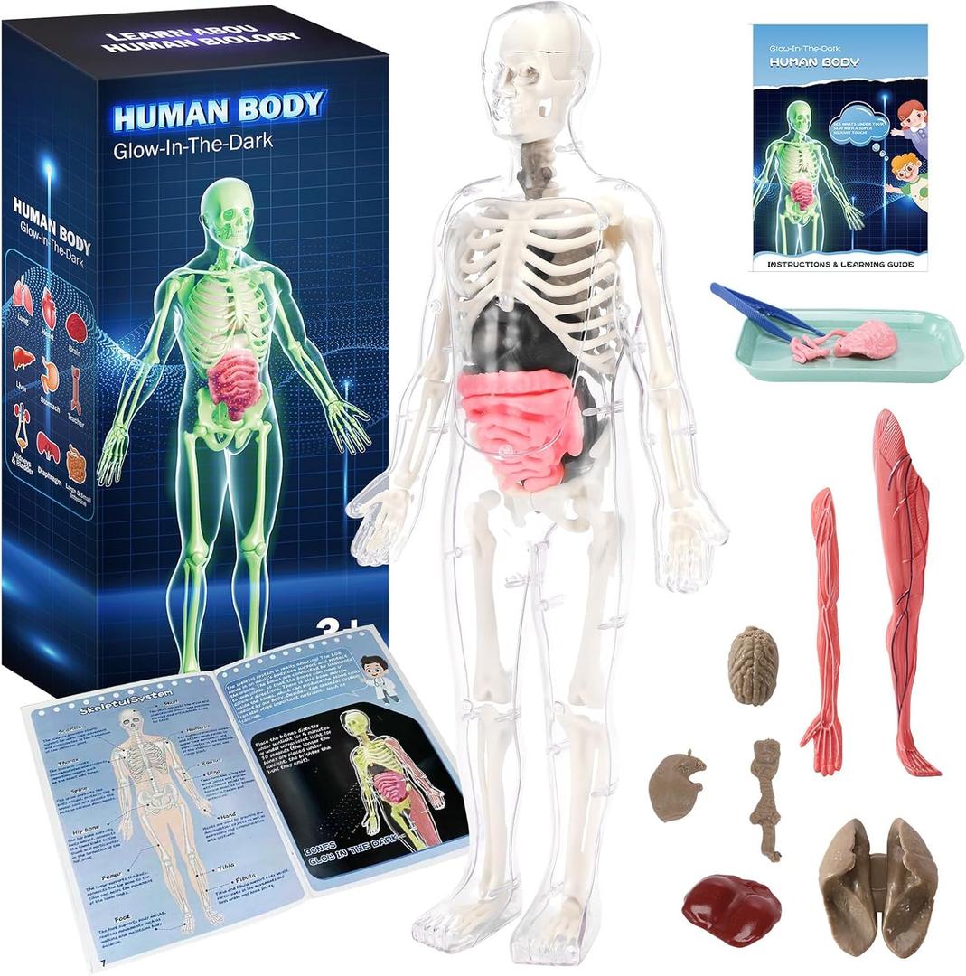 CHMYWJ Glow-in-the-Dark Human Body Anatomy Model Science Skeleton Kits Model for Kids Contains 40 Skeleton Toy with Removable Bones and Organs STEM Educational Toys for KidsFestival and Birthday Gifts