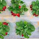 Iceyyyy 5 Pack Strawberry Plant Support - Strawberry Growing Racks with 4 Sturdy Legs - Strawberry Growing Frame Keep Berries Clean