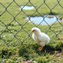 AAGUT 100x Metal Garden Stakes Tent Drip Line Irrigation Stakes,12 Inch Round Top Yard Chicken Wire Staples,Soaker Hose Tubing Spikes Landscape Fabric Staples, Sod Fence Lawn Ground Weed Barrier Pins