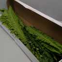 35" Ferns Artificial Bush Plants Large, 2 Artificial Boston Ferns with 39 Fronds for Outdoors Home Decor (35" 2 Pcs)