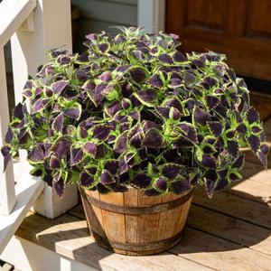 Artificial Plants Outdoor, 5 Bundles Faux Coleus Plants UV Resistant Fake Silk Greenery Leaves with Stems for Outside Front Porch Patio Garden Planter Decoration (Brown)