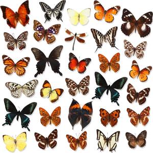 Thyle 30 Pcs Real Taxidermy Butterfly Specimen Artwork Material Decor Natural Unmounted Butterfly Collection Assorted Taxidermy Animals for Entomology Craft Home Office Display Artwork
