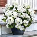 Artificial Geranium Fake Flowers for Outdoors Decoration, 6 Bundles Silk Geraniums White Flower UV Resistant Look Real Faux Plants for Front Door Garden Porch Planter Patio Balcony Yard Indoor Home