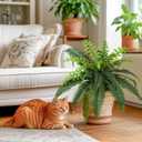 Luyue Fake Ferns Artificial Plants Sets of 2, 25" Artificial Boston Ferns for Outdoors Realistic Large Faux Fern Bush with 24 Fronds Hanging Plant for Front Porch Patio Outdoor/Indoor Home Decor