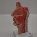 EVOTECH SCIENTIFIC Life Size Nasal Oral Cavity Throat 1:1 Human Nasopharynx Laryngopharyngeal Nasal Cavity, Oral Cavity, Pharynx, Larynx, Anatomical Model,