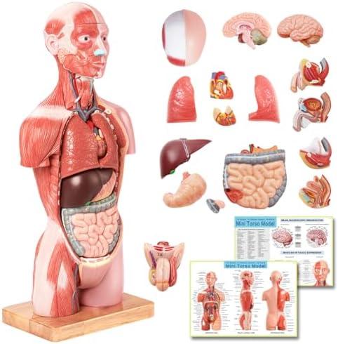 EVOTECH SCIENTIFIC 2025 New Human Body Deluxe Musculature Model, 16 Pcs Removable 17 inch Human Torso Anatomy Model with Heart Head Skull Brain Skeleton Model for Medical Student, Lab & Classroom Use