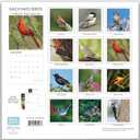 Backyard Birds Calendar 2026-12-Month Hangable Wall Calendar with Nature Photography, Beautiful calendar 2026, Ideal Gift for Birders, Home/Office Decor, Wildlife Images & Bird Watching