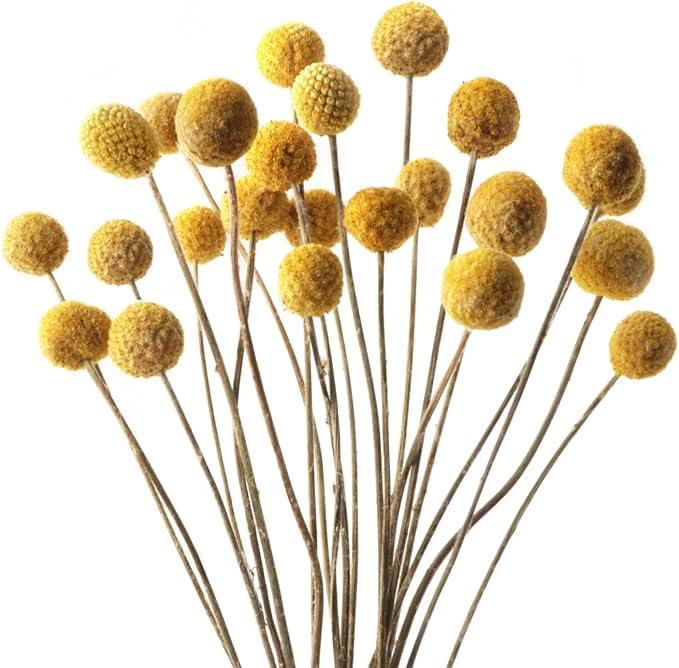 Billy Balls 20 PCS Golden Ball Flower Bouquet  Dried Craspedia Globosa for DIY Crafts, Wreaths, Home Decor, Cake Decor, Wedding Decor, Party Centerpieces