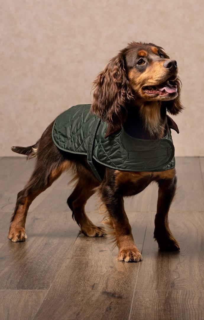 Blanket Dog Coat (18.5in) (Green)