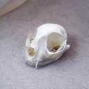 1PCS Taxidermy Real Bone Cat Skull, Animal Bones Real for Craft, Skull Decoration for Home, Specimen Collectibles Study