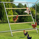 Chicken Coop Roosting Perch,Perfect for Backyard Poultry,Chicken Perch Essentials,Easy to Assemble&Clean,Farm Chicken Toys (56" L x 41.5" W)