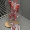 HADWYN 20" Human Muscle Model Miniature Muscular System Model, Human Muscular Figure Human Body Anatomy Model for Medical Physiology Teaching