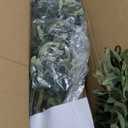 Artificial Olive Tree 6FT, Indoor Fake Silk Plant with Realistic Trunk, Leaves, Fruits and White Planter, Faux Potted Tree for Home Decor and Housewarming Gift, 1 Pack (Green)
