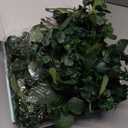 Dolicer 2 Packs 6FT Artificial Eucalyptus Garland, Faux Greenery Garland Hanging Fake Silver Dollar Eucalyptus Leaves Vines for Wedding Backdrop Arch Table Wall Party Home Decor