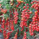 8 x Seeds Red Cherry Tomato Tall Bush Heirloom Vegetable Non-GMO