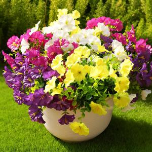Fanfantoey Artificial Flowers for Outdoor, UV Resistant Fake Plants Outside Decoration, 14 Pcs Realistic Silk Morning Glory Faux Flowers for Porch Patio Gardens Home Decor(14, 4 Mixed)