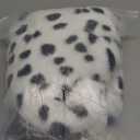 Womens Black and White Curly Costume Wig Halloween Deville Dalmatian Shawl Scarf 1920s Costume Red Glove Pearls Necklace