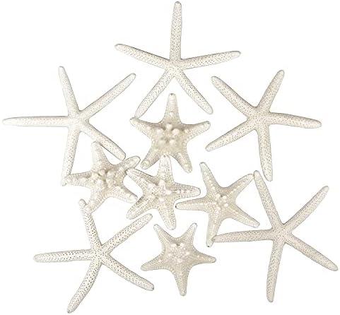 Jangostor 12 PCS Starfish 2-6 Inch Mixed Starfish Natural Seashells Starfish Star Fish Shells Decorations Perfect for Wedding Decor Beach Theme Party, Home Decorations, DIY Crafts, Fish Tank