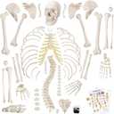 Disarticulated Human Skeleton Model for Anatomy 67 inch High, Full Size Skeleton Models with Poster, Skull, Bones, Articulated Hand & Foot