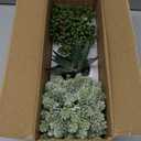 Winlyn 3 Pcs Assorted Small Potted Succulent Plants Artificial Aloe Hanging Succulent in White Geometric Concrete Ceramic Pots for Gift Party Wedding Favors Windowsill Table Shelf Indoor Outdoor Decor