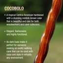 Brazos Handcrafted Wood Walking Cane, Twisted Cocobolo, Traditional Style Handle, for Men & Women, Made in the USA, 37"