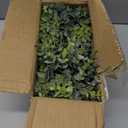 Winlyn Set of 2 Small Artificial Potted Plants Faux Eucalyptus Plant in White Geometric Ceramic Pots Small Desk Potted Plants 7.1" Tall for Home Office Room Decorations Wedding Greenery Centerpiece