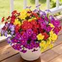 12 Bundles Artificial Flowers for Outdoors UV Resistant Fake Morning Glory | Faux Plastic Silk Flowers Plants for Planter Front Door Garden Window Box Patio Yard Porch Indoor Home Decor(4 Color-3)