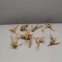 Natural Small Spiderwood Driftwood for Aquarium Decor Rptile Fish Tank Decoration Assort Branch 4-7'' 8 Pcs