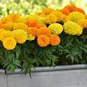 2 x Seeds Marigolds Sugar Mix Tagetes Annual Flowers for Planting