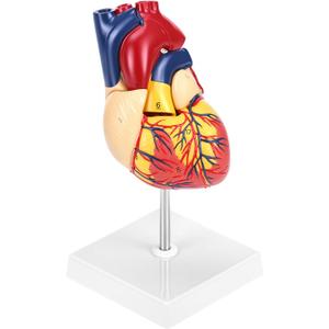QWORK Life Size Human Heart Model, Anatomically Accurate 2-Part Model with Detachable Wall, Fixed with Hidden Magnets, 1 Pc