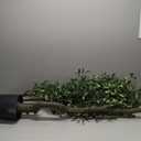 Faux Olive Tree 8ft, Large Realistic Silk Olive Trees Artificial Indoor with Natural Wood Trunk & Lifelike Fruits, Fake Olive Tree for Home Office Decor Indoor