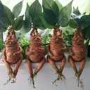Mandrake Resin Statue Plant Funny for Decoration Micro Landscape Ornament for Outdoor Garden, Living Room, Bedroom Decor Magical Figurine Birthday Christmas Halloween Easter Gift
