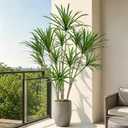 6ft Artificial Dracaena Marginata Tree with 315 Lifelike Leaves & 11 Heads, Tall Large Faux Tropical Yucca Plant Fake Agave Tree Indoor for Home Living Room Office Store Porch Floor Decor