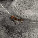 Microwavable Heated Neck Wrap Warmer and Shoulder Weighted Heating Pad Microwave for Hot and Cold Compress