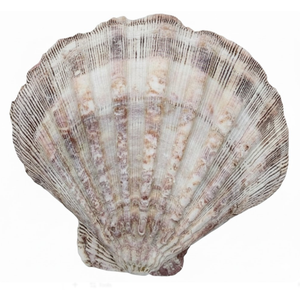 3 Pcs Large Scallop Shells 4-5 inch Natural White Scallop Shells from Sea Beach for DIY Craft Decor