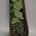 Bulk Artificial Silver Dollar Eucalyptus Leaves Picks Stems and Faux Branches for Vase Bouquets Floral Arrangement Wreath Rustic Farmhouse Greenery Decoration