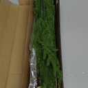 HyeFlora 14 PCS Christmas Norfolk Pine Stems with Small Pine Cones Branches, 19 In Real Touch Artificial DIY Greenery Pine Needles Picks,Xmas Faux Cedar Pine Branche for Vase Indoor Outdoor Home Dcor