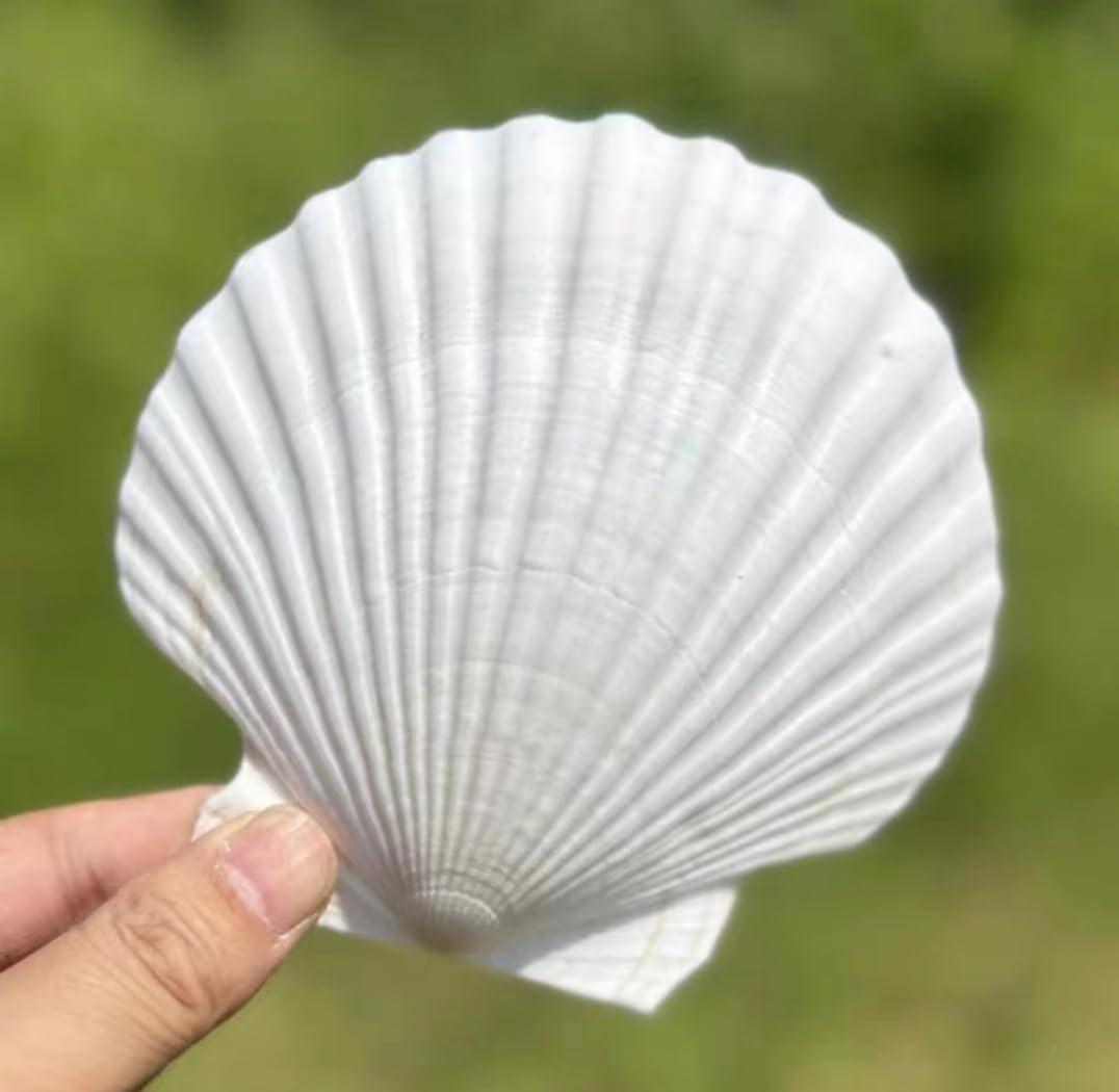 10 PCS Large Scallop Shells 4-5 inch Natural White Scallop Shells from Sea Beach for DIY Craft Decor