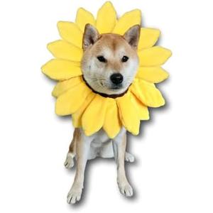 ComfyCamper Sunflower Dog Costume for Small Medium Large Dog Puppy Puppies Cat Kitten – Cute Head Flower Headband Outfits – Collar Cone Costume Hat Sombrero Outfit Pet Cosplay Halloween (X-Large)