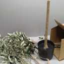 Realead 6FT Artificial Olive Tree Indoor with Realistic Appearance