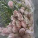 Floroom Ranunculus Artificial Flowers 18 Pcs Blush Faux Silk Mini Ranunculus Bulk Fake Wedding Filler Flowers for DIY Pink Bouquets, Centerpieces, Bridal Shower Decorations & Arrangements