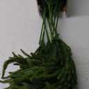 Jutom Christmas Norfolk Pine Branches, Artificial Norfolk Branch Faux Plants Greenery Stem Pine Picks for Christmas Vase DIY Crafts Centerpiece Garland Wreath Home Decor (12 Pcs,18 Inches)