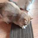 3 x Cardboard Cutter for Cat Scratchers,DIY Cardboard Cutting Tool, Handheld Cardboard Cutting Tools for Making Cat Scratching Board Cat Bed (Yellow)